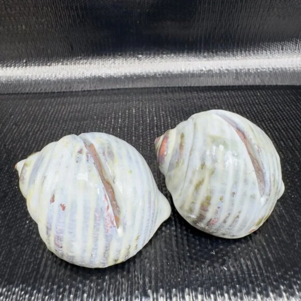 Hand Made Card Holder Stoneware Shell Conch Set 2 Decorative Hand Crafted Figure